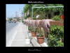 Billedet er fra Kreta hvor blksprutterne hang til trre uden for restauranten.