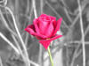 En rose i haven s smuk og sart.